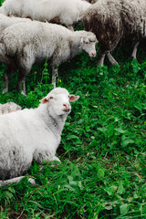 A white sheep grazing lies on a green meadow - 661529789