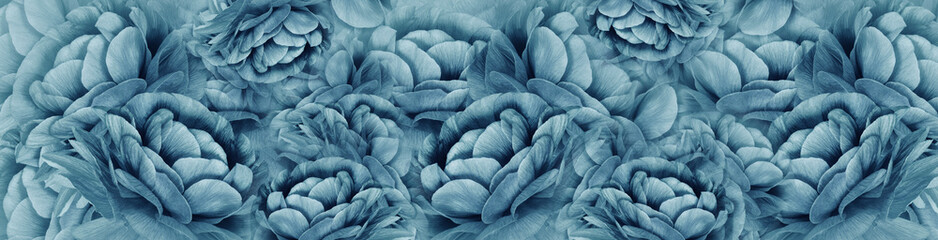 Fototapeta premium Floral spring background. Petals flowers. Close-up. Nature.