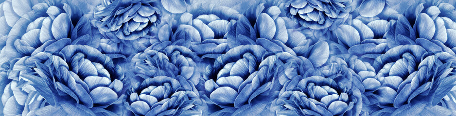 Fototapeta premium Floral spring background. Petals flowers. Close-up. Nature.