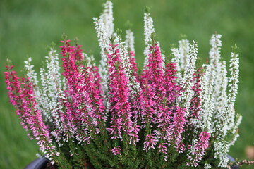 Sweden. Calluna vulgaris, common heather, ling, or simply heather, is the sole species in the genus Calluna in the flowering plant family Ericaceae.  