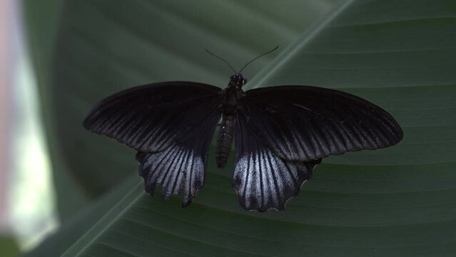 large black and white butterfly sitting on a leaf