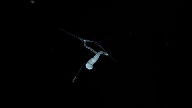 Larva of parasitic worm Progonus muelleri under a microscope, at Cercaria stage. Class Trematoda. White Sea