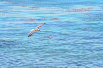 Fototapeta na wymiar A bird flying over the blue sea