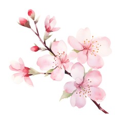 Ethereal Cherry Blossom: Soft Watercolor Artistry of Spring's Delicacy isolated on White Background
