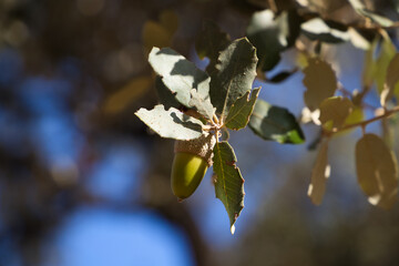 Acorn fruits on oak branch in forest. Close up acorn oak on green background. Early autumn, macro...