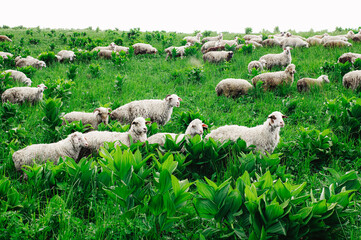 A flock of white sheep walking on green grass - 661535986