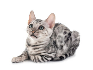 bengal kitten in studio