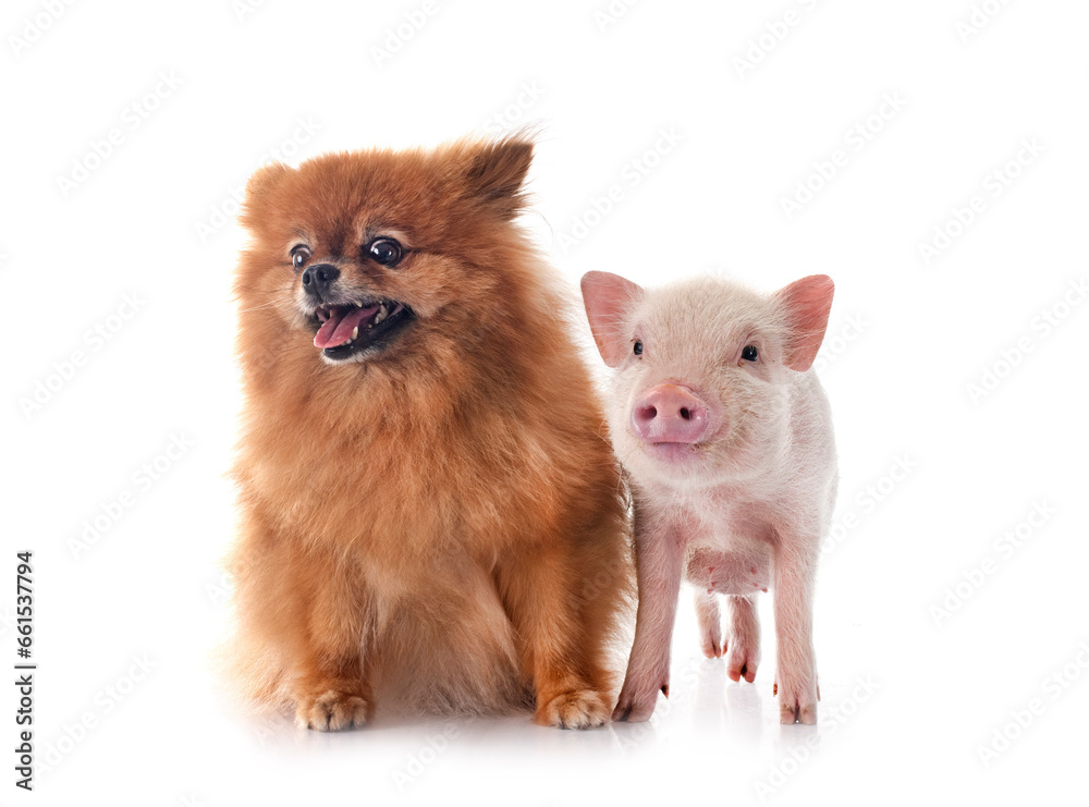 Poster miniature pig and spitz in studio