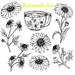 Chamomile tea. set of chamomile flowers. Stock black white Illustration.Vector.Sketch.Hand drawing.Isolated on white background. For packaging design of chamomile products, banners,labels
