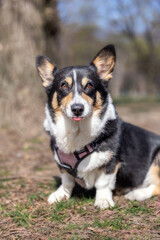Tri colored Pembroke Welsh corgi sitting outside in a park with her tongue out wearing a harness. Toronto Canada