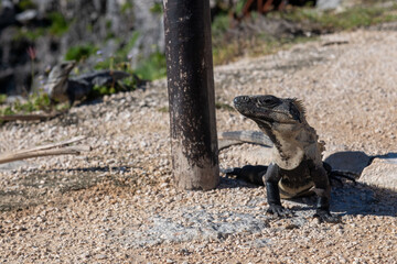 Tulum, Mexico Landscapes