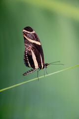 Zebra or heliconian longwing (Heliconius charithonia) a butterfly in the subfamily Heliconiinae of the family Nymphalidae. Macro close up of delicate insect isolated on green blurred background.