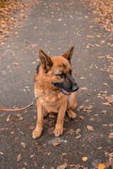 Top view, portrait of a German Shepherd.