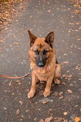 Top view, portrait of a German Shepherd.