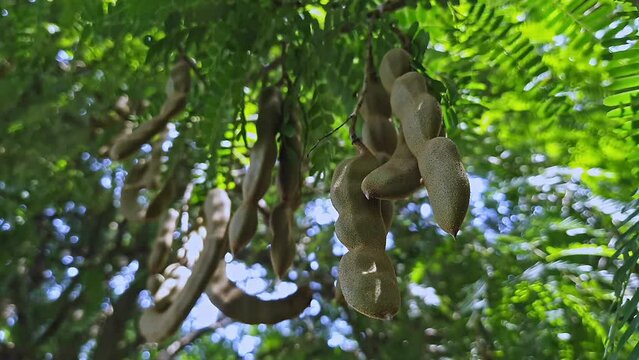 A closeup of a bunch of unripe tamarind pods or young tamarind fruits on branches