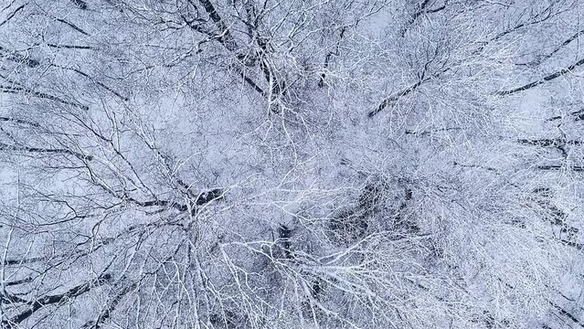 Ice and Snow Covered Trees From Above Flyover 3