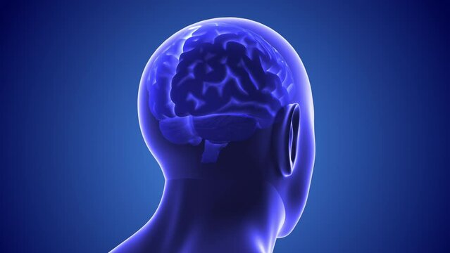 Medical concept of the human brain