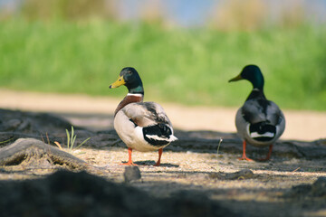 Les canards de Laraho