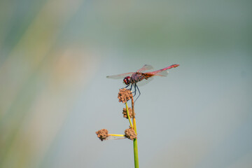 Rose Libellule