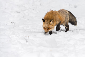 Red Fox (Vulpes vulpes) Steps Forward Staring Out Winter