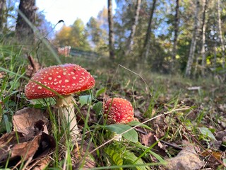 Vibrant Fly Agaric Mushroom in Autumn Forest