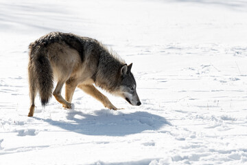 Backlit Grey Wolf (Canis lupus) Turns in Snow Winter