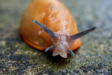 A close up image of a slimy, large red slug (Arion rufus) crawling along a wet garden path and looking at the camera.