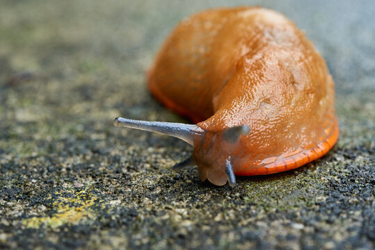 A close up image of a slimy, large red slug (Arion rufus) crawling along a wet garden path.