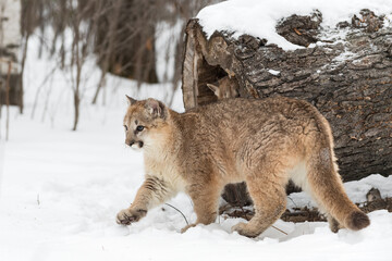 Cougar (Puma concolor) Steps Past Log SIbling Inside Winter