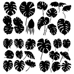 monstera leaves silhouettes