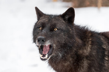 Black-Phase Grey Wolf (Canis lupus) Turns to View Mouth Open Winter