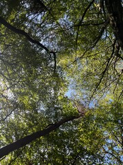 Tranquil forest with green leaves, sunlight through trees - peaceful nature