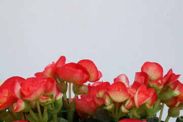 A beautiful vase containing vibrant red flowers sits gracefully atop a table, adding a pop of color.
