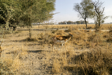 Fototapeta na wymiar Indian Gazelle -Gazella bennettii, Natural Reserve Tal Chappar Blackbuck Sanctuary- safari located at Beer Chhapar Rural, Rajasthan, India.