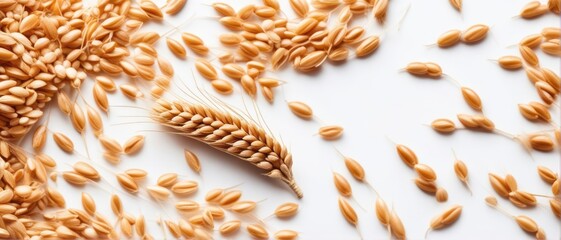 Background with wheat grains. Wheat ears and wheat grain on a white background with a place for text