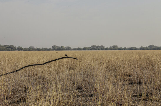 A Common Babbler bird ( Argya caudata ) on a branch tree in an arid climate.