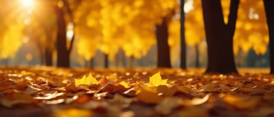 Deurstickers Beautiful autumn landscape with yellow leaves and sun. Colorful foliage in the park. Falling leaves © adi