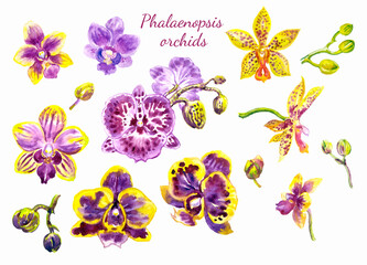 Set of flowers and buds of phalaenopsis orchids, watercolor illustration, floral details for various designs isolated on white background - 661556777