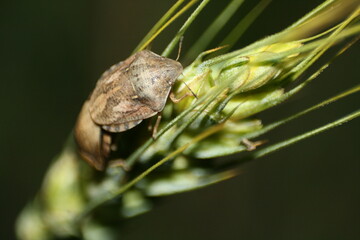 A close up reveals a small bug, with intricate antennae and colorful wings, perched on a vibrant green leaf.