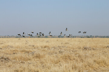 Fototapeta na wymiar A flock of Common Crane ( Grus grus) flying