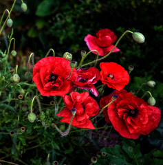 Wild poppies in the locality 