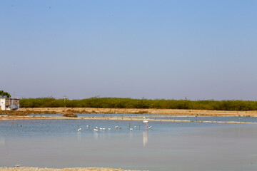 Greater Flamingo (Phoenicopterus roseus) in a saline with a flock of Pied Avocet (Recurvirostra avosetta)