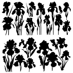 Iris flower silhouettes