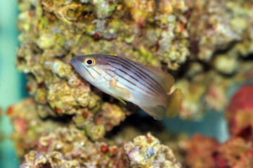 Fototapeta na wymiar Golden blotch grouper fish - Epinephelus costae