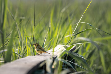 mały ptak żyjący pośród trzcin 