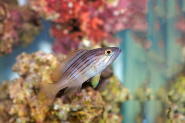 Obraz na płótnie Canvas Golden blotch grouper fish - Epinephelus costae