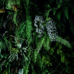 Herb wall, plant wall, natural green wallpaper and background. nature wall. Nature background of green forest