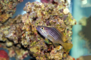 Golden blotch grouper fish - Epinephelus costae