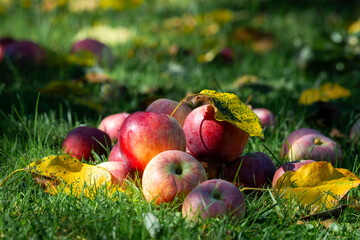 zdrowe i świeże jabłka w jesiennym  ogrodzie ekologicznym