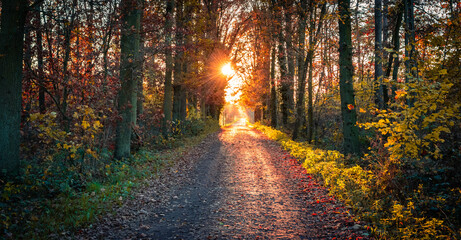 Forest trail at sunset. Autumn in Belgian forest.